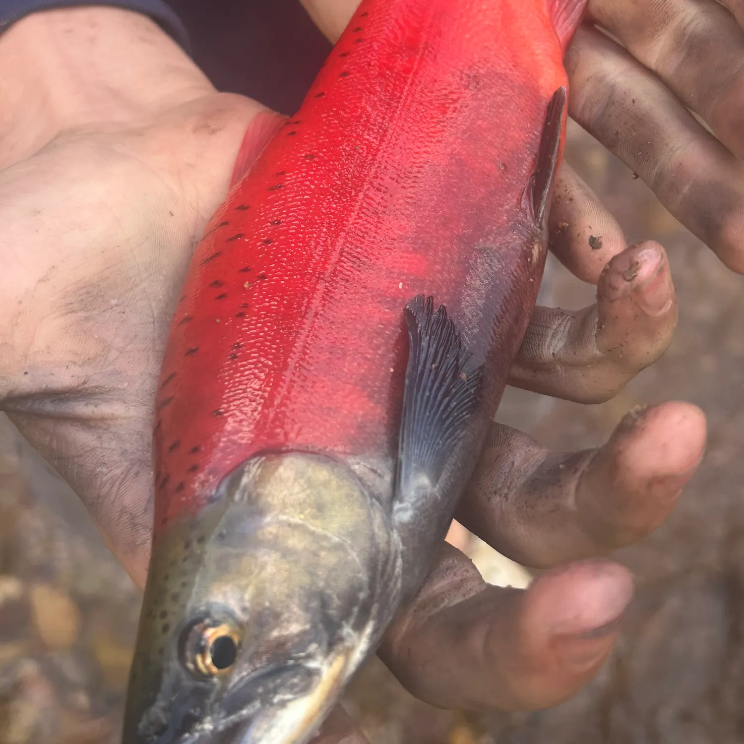 Kokanee salmon caught on Fishbrain