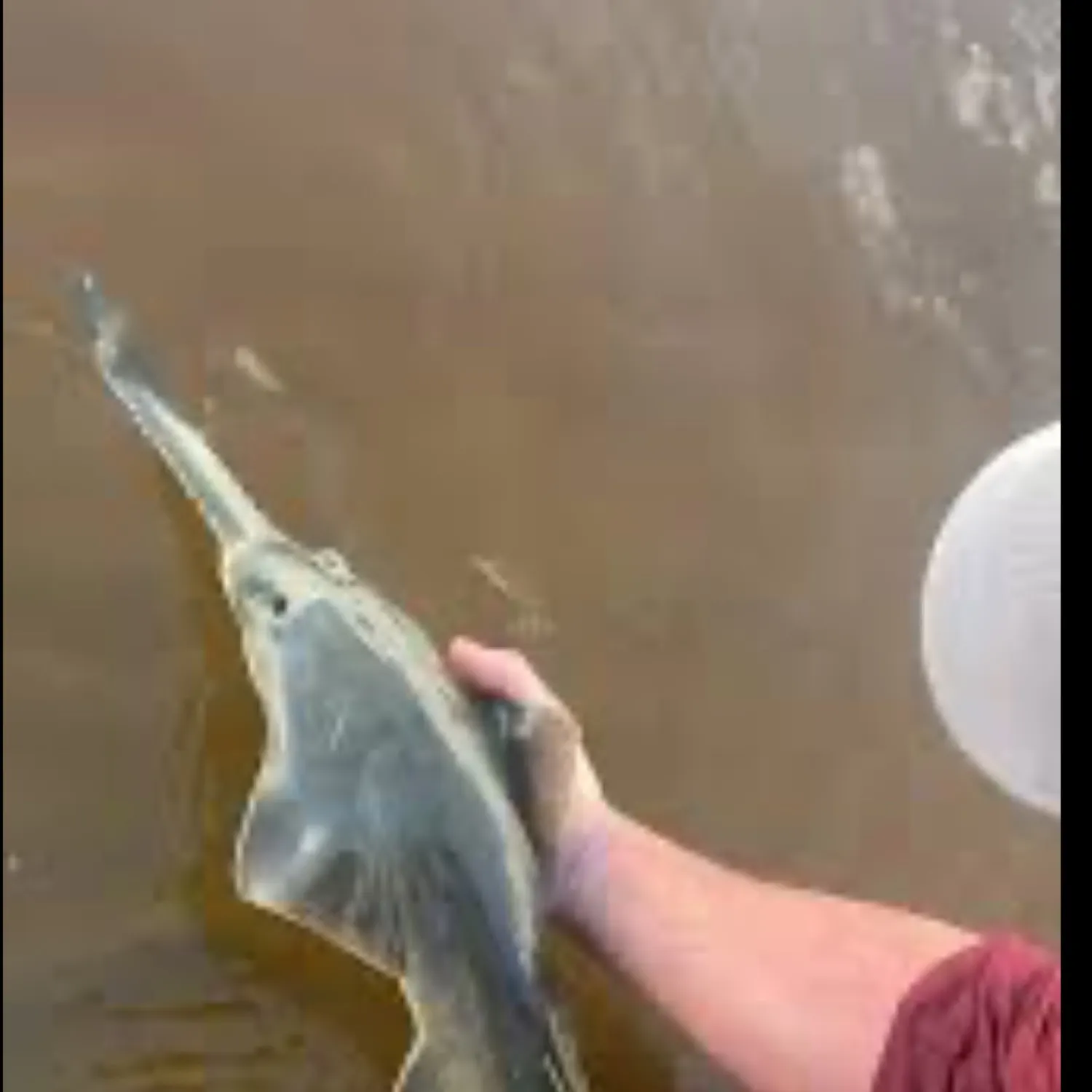 The most popular recent Largetooth sawfish catch on Fishbrain