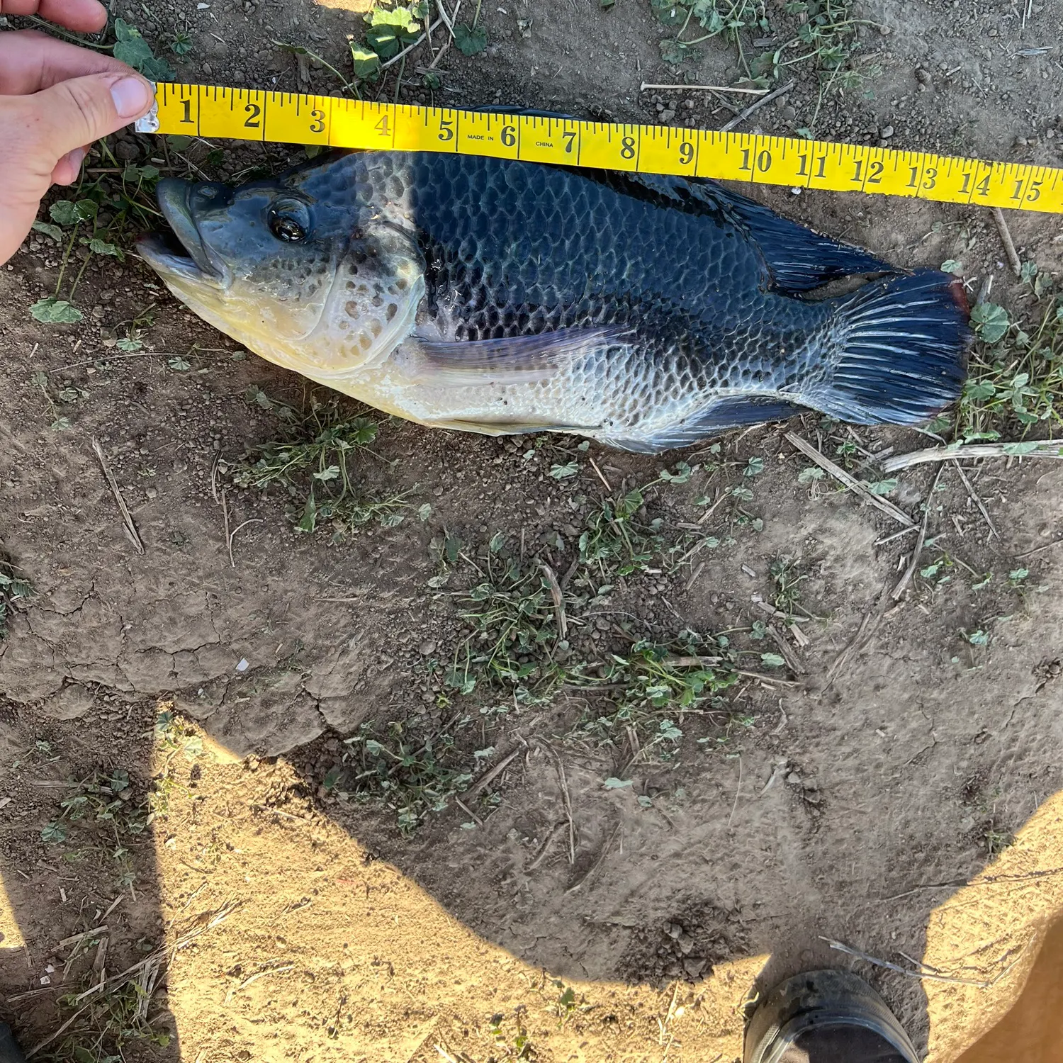 The most recent Mozambique tilapia catches on Fishbrain