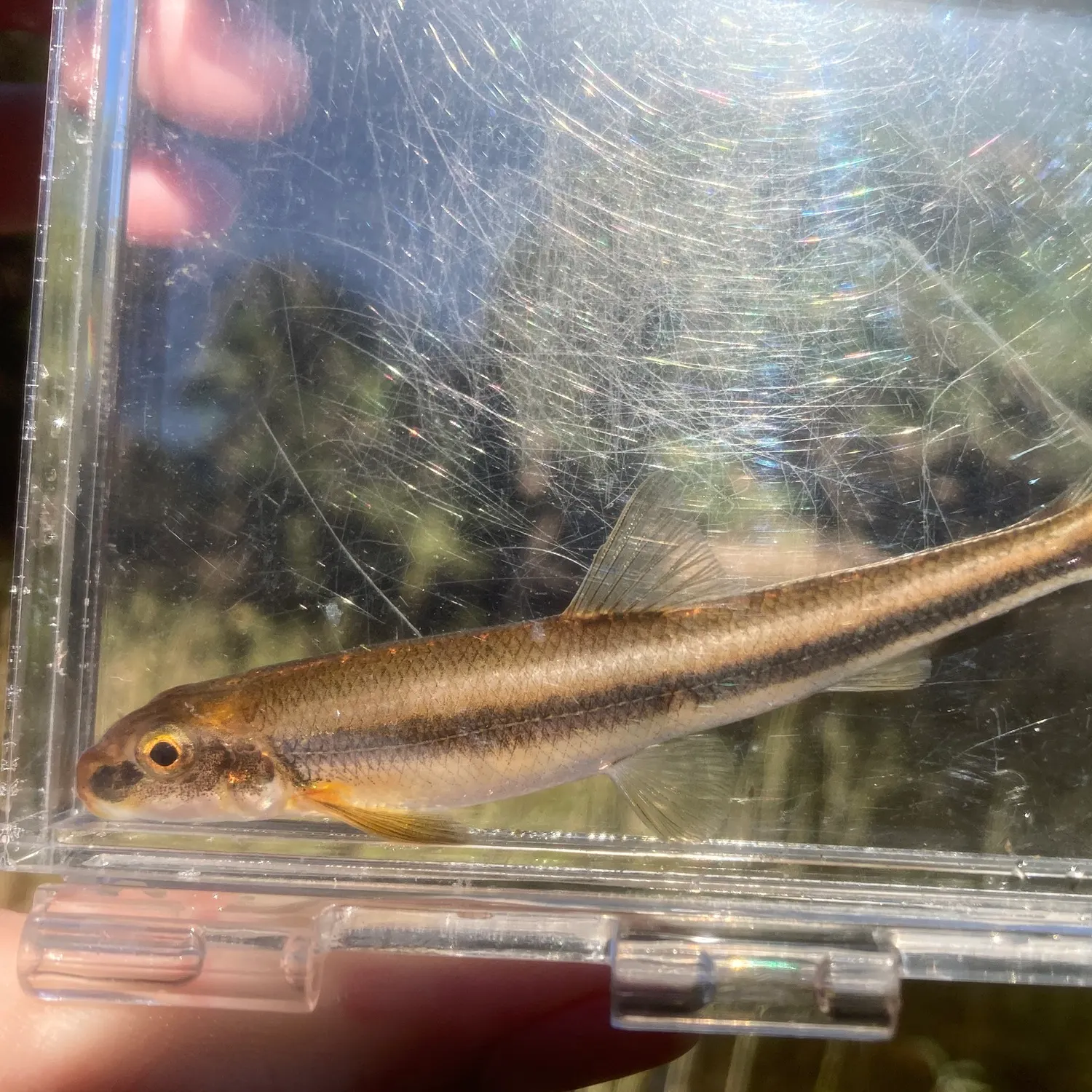 The most recent Stargazing minnow catches on Fishbrain