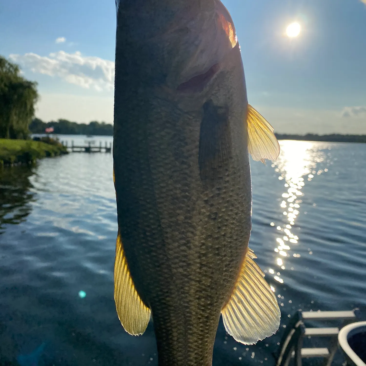 Largemouth bass caught on Fishbrain