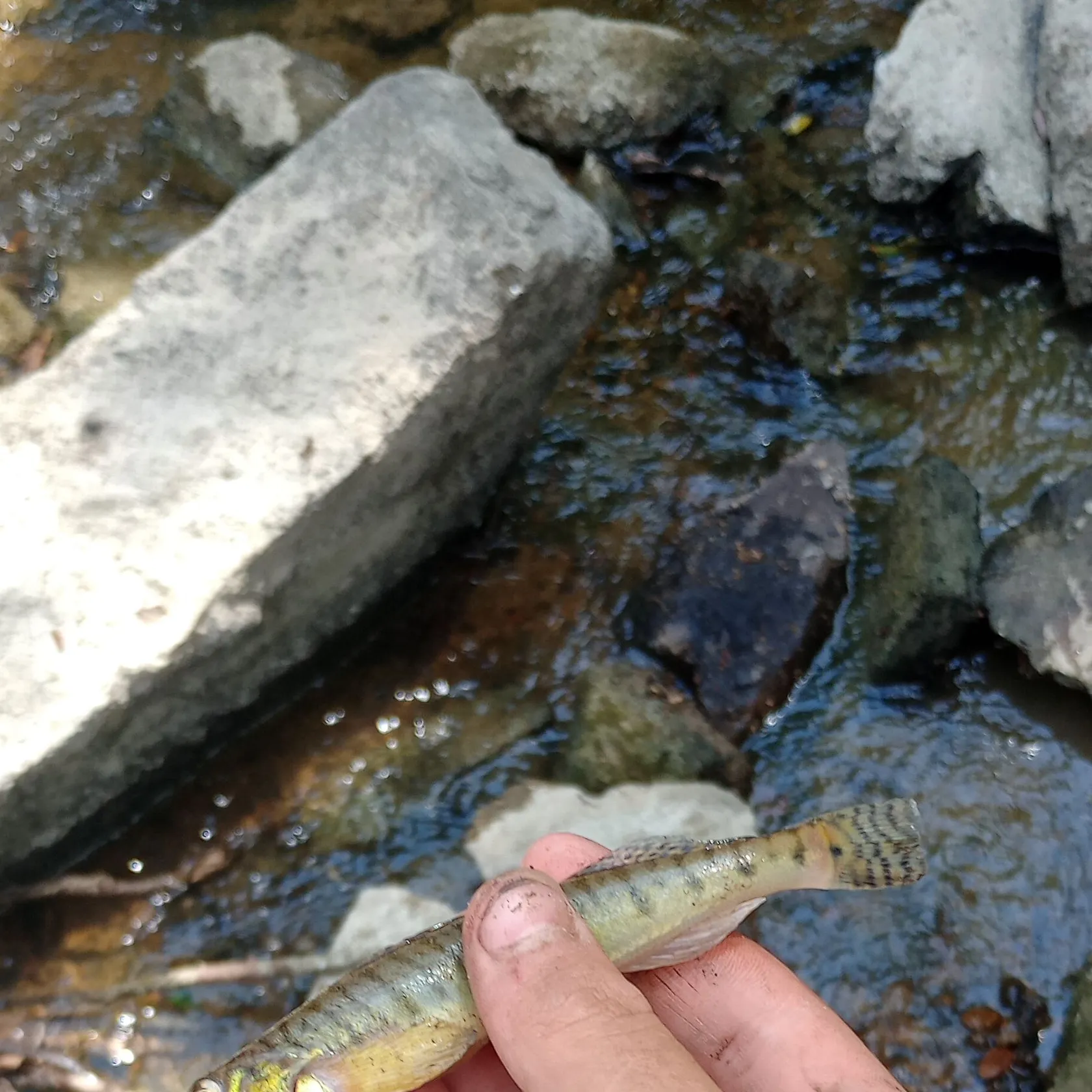 The most recent Common logperch catches on Fishbrain