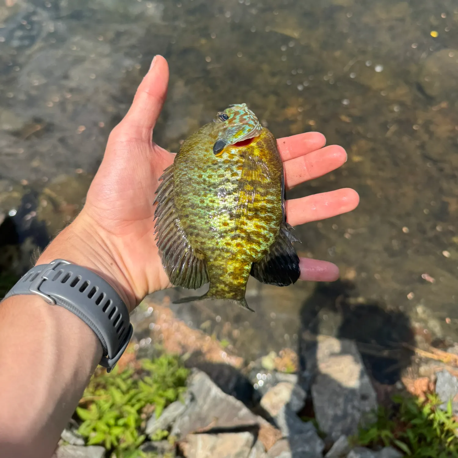 catch