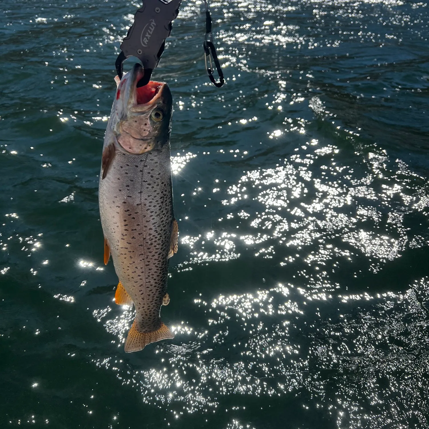 The most recent Bear Lake cutthroat trout catches on Fishbrain