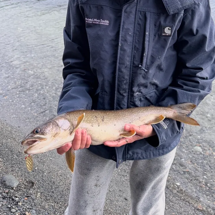 The most recent Lake char catches on Fishbrain