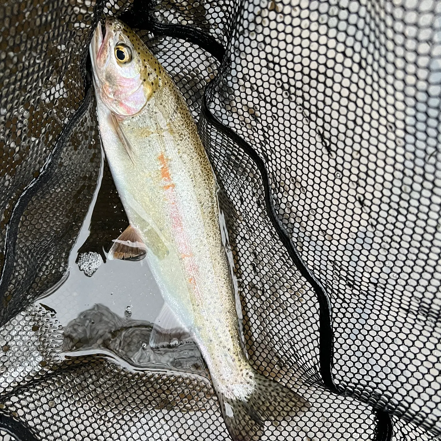 Rainbow trout caught on Fishbrain