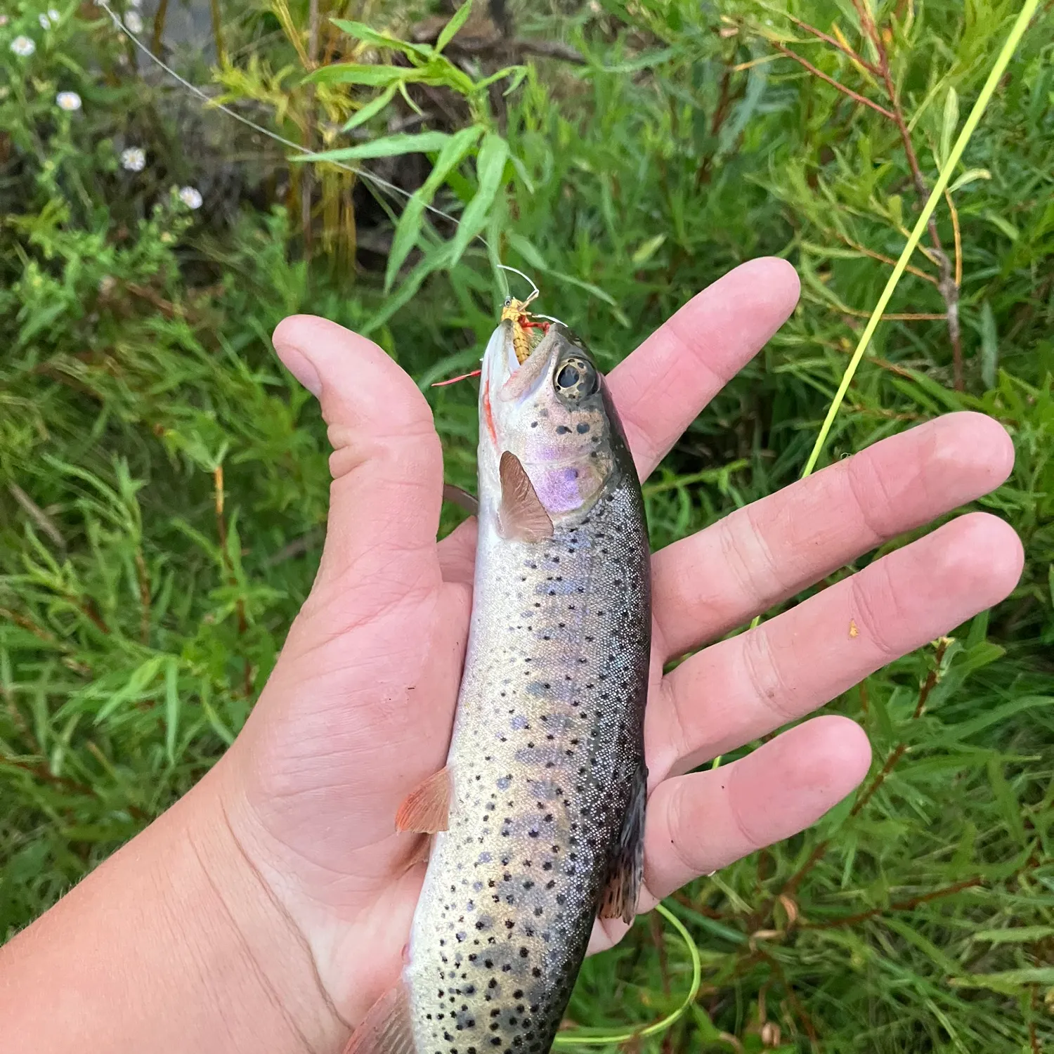 Cutthroat trout caught on Fishbrain