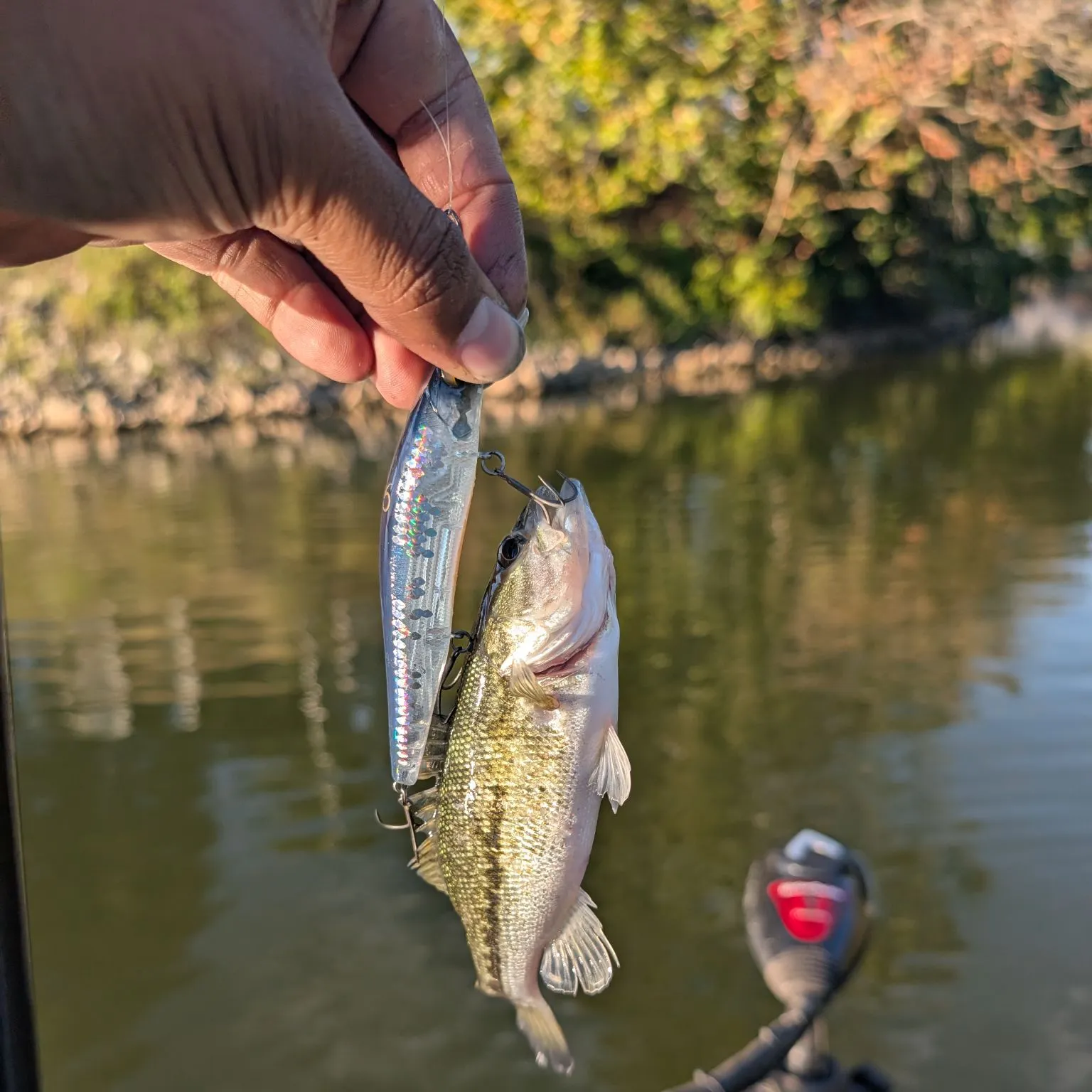 Largemouth bass caught on Fishbrain