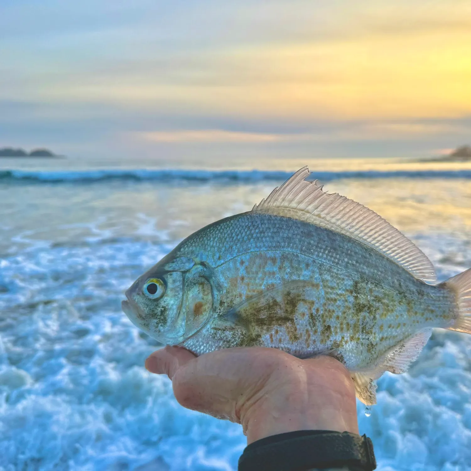 The most recent Calico surfperch catches on Fishbrain