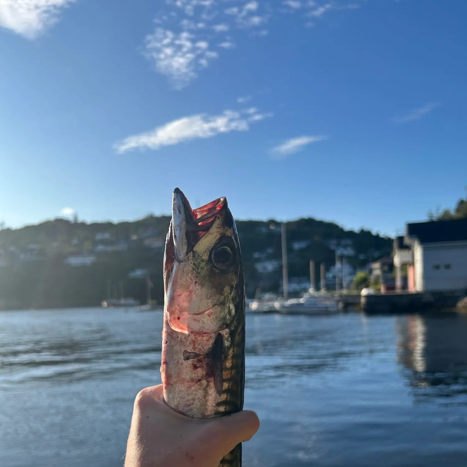 Atlantic mackerel caught on Fishbrain