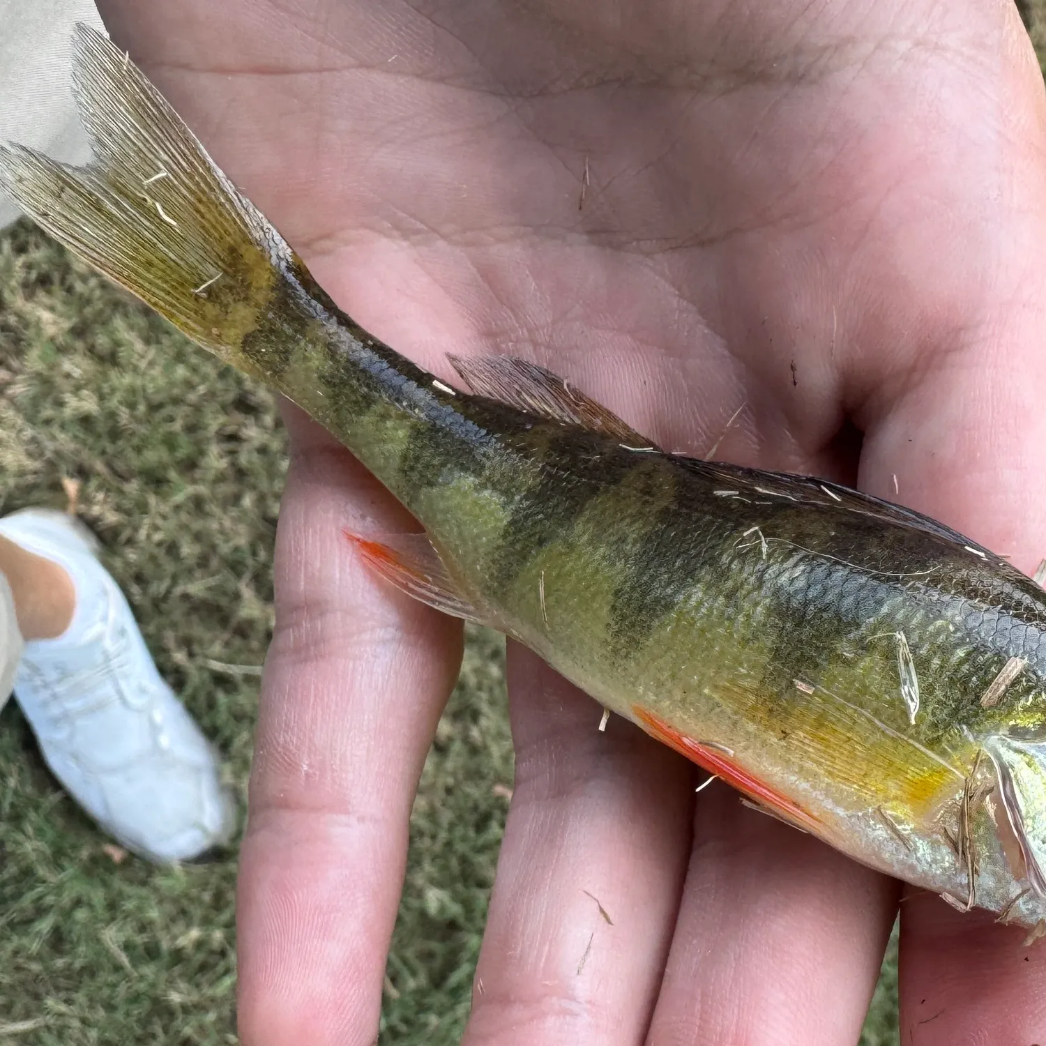 Yellow perch caught on Fishbrain