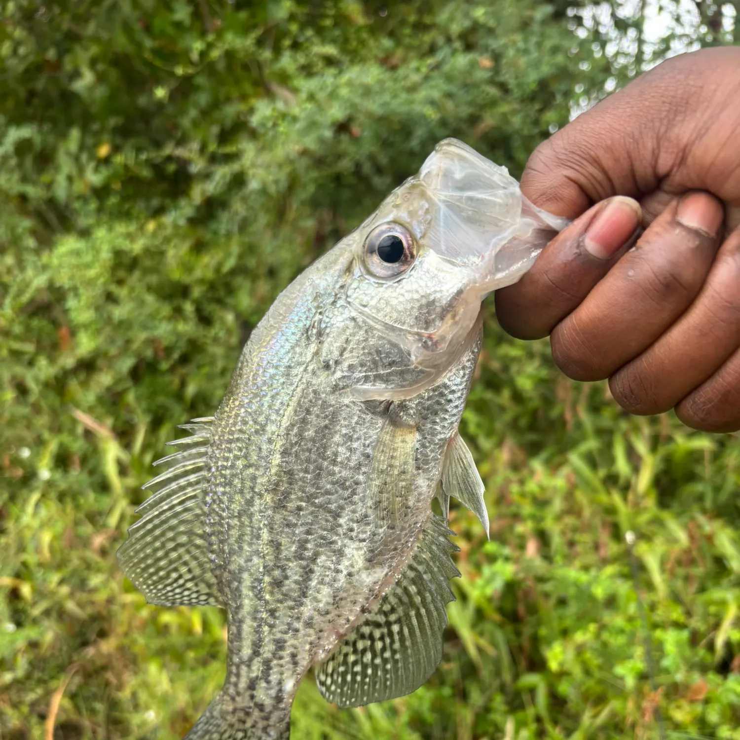Black crappie caught on Fishbrain