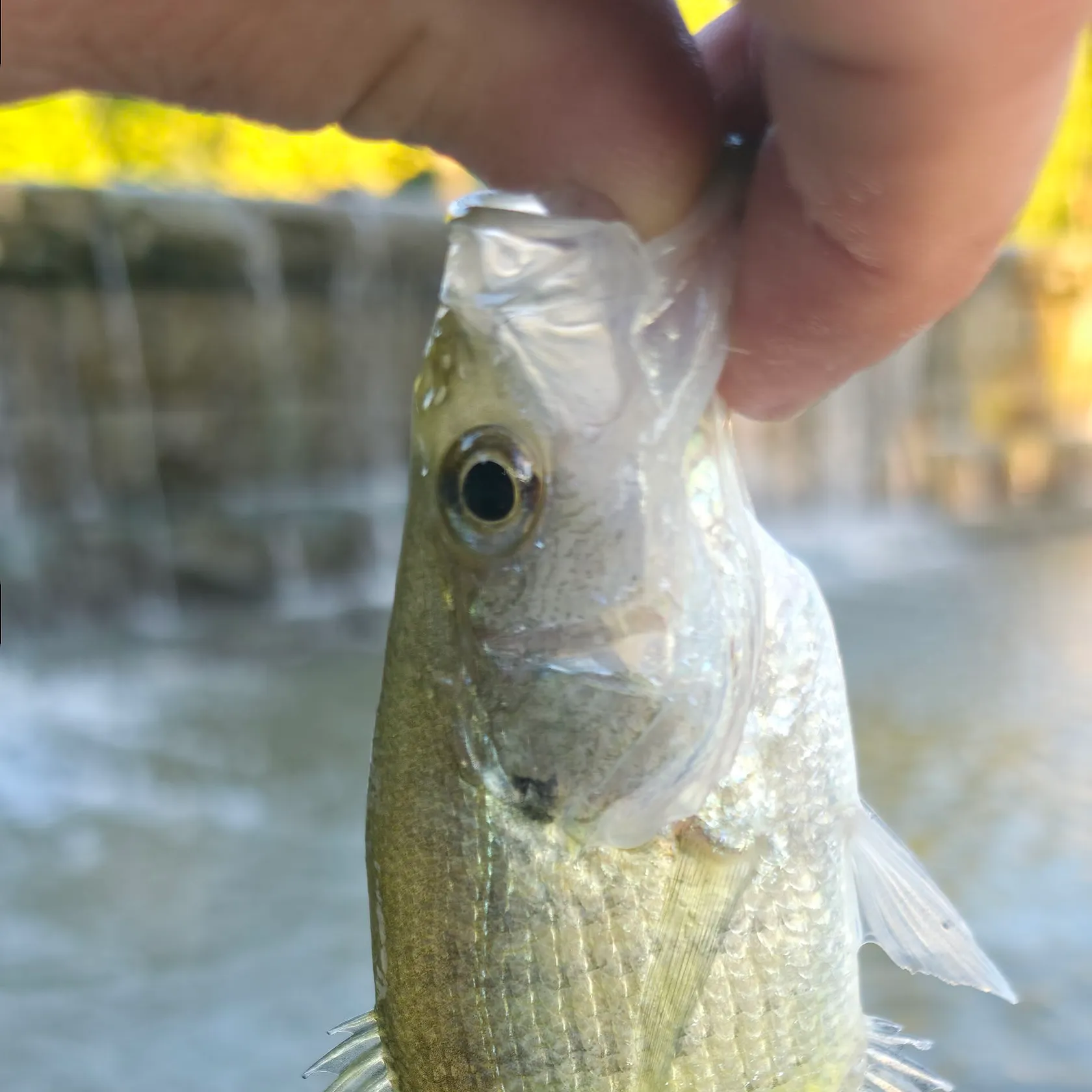 White crappie caught on Fishbrain