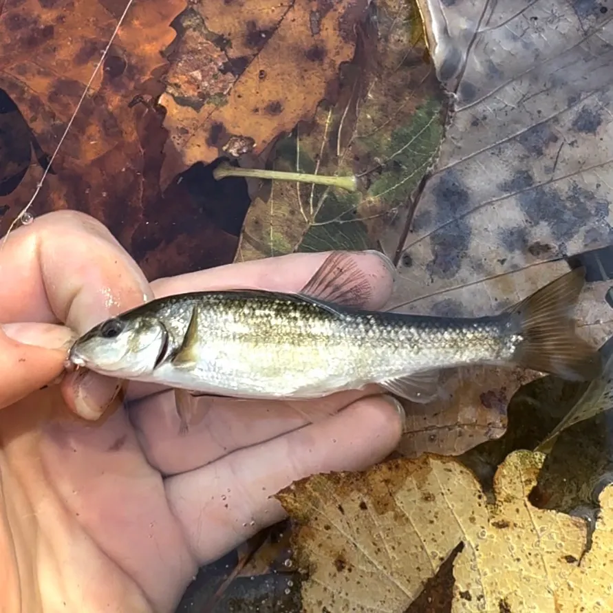 Creek chub caught on Fishbrain