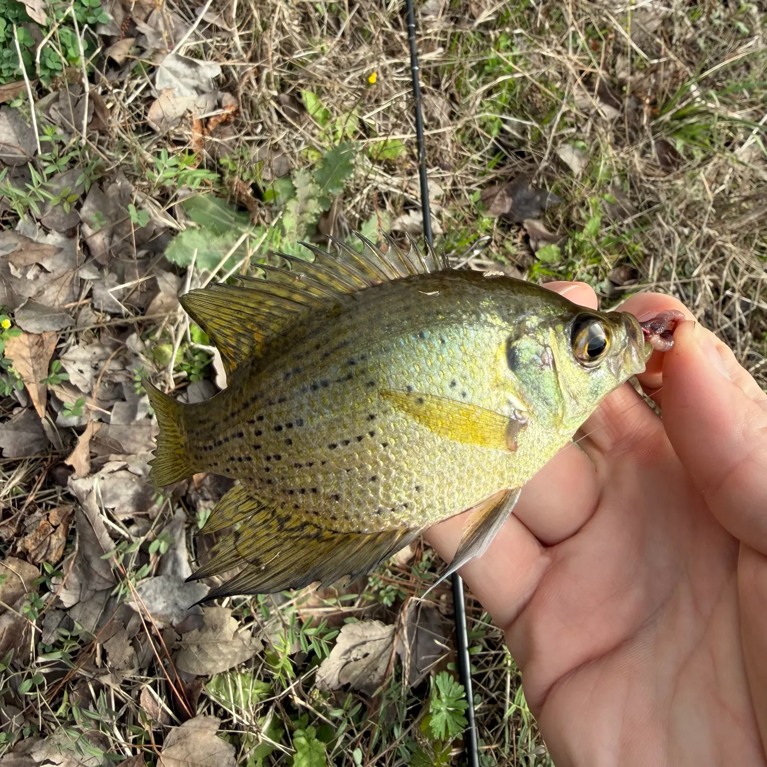 The most recent Flier catches on Fishbrain