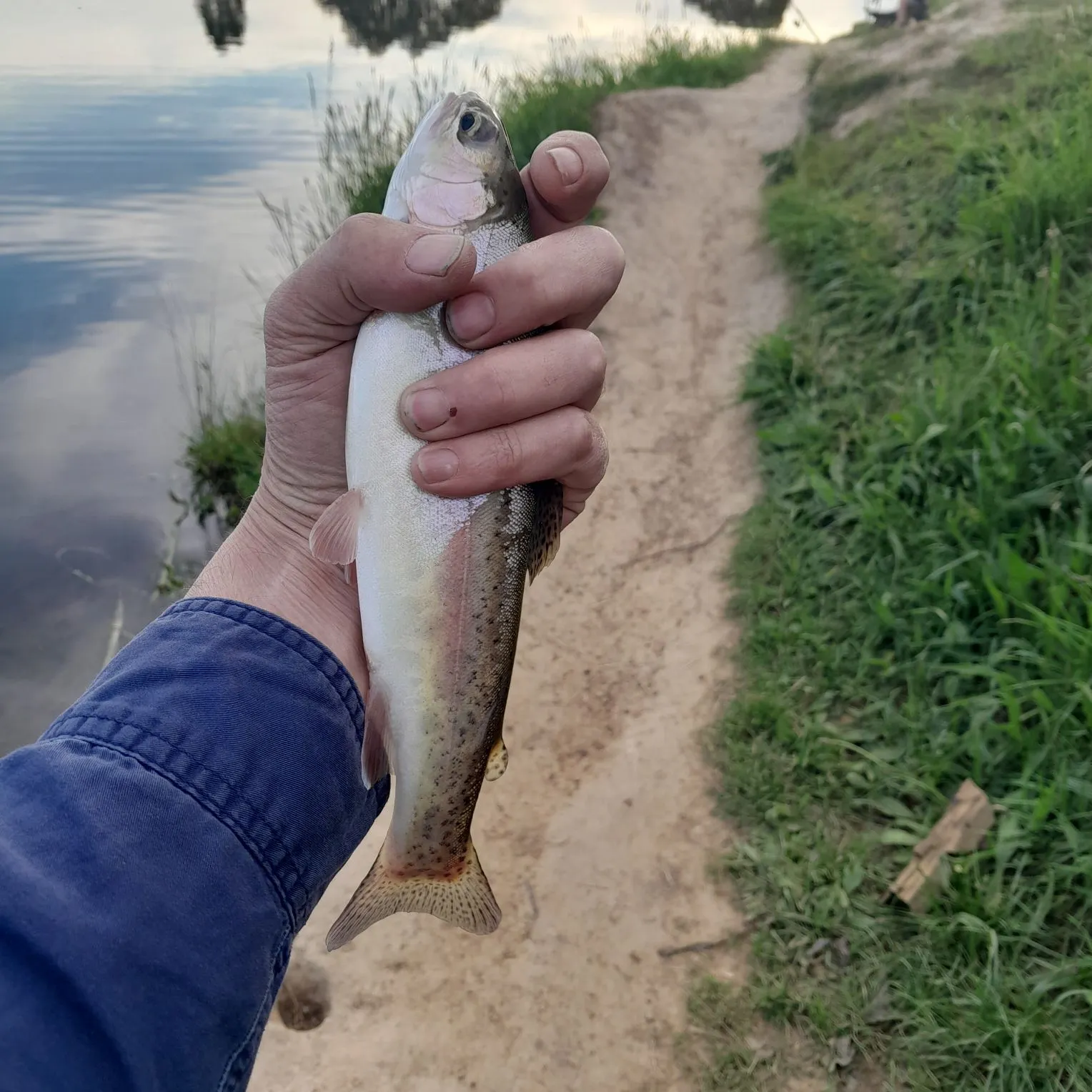 The most recent Rainbow trout catches on Fishbrain