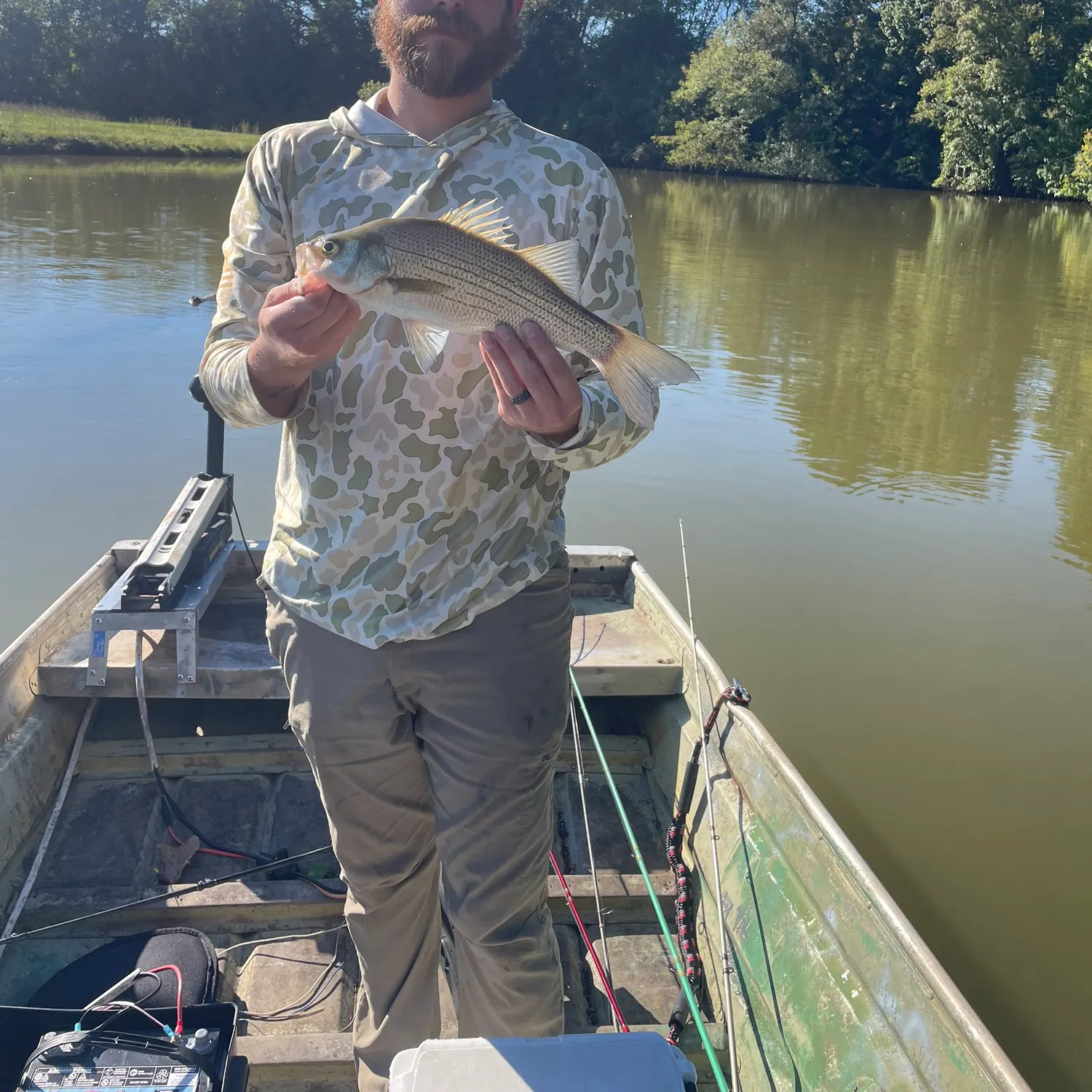 White bass caught on Fishbrain