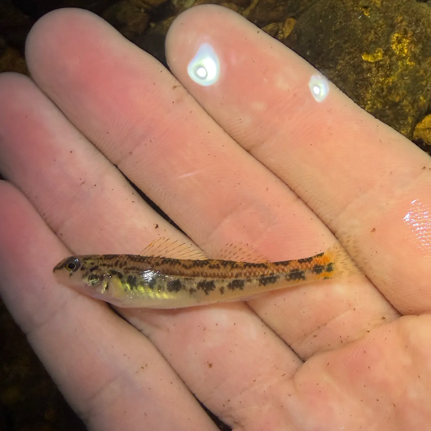 The most recent Bandfin shiner catches on Fishbrain