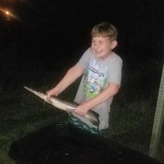The most recent Florida gar catches on Fishbrain