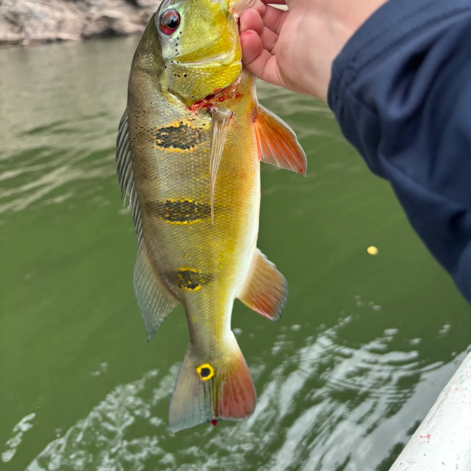 The most recent Speckled peacock bass catches on Fishbrain