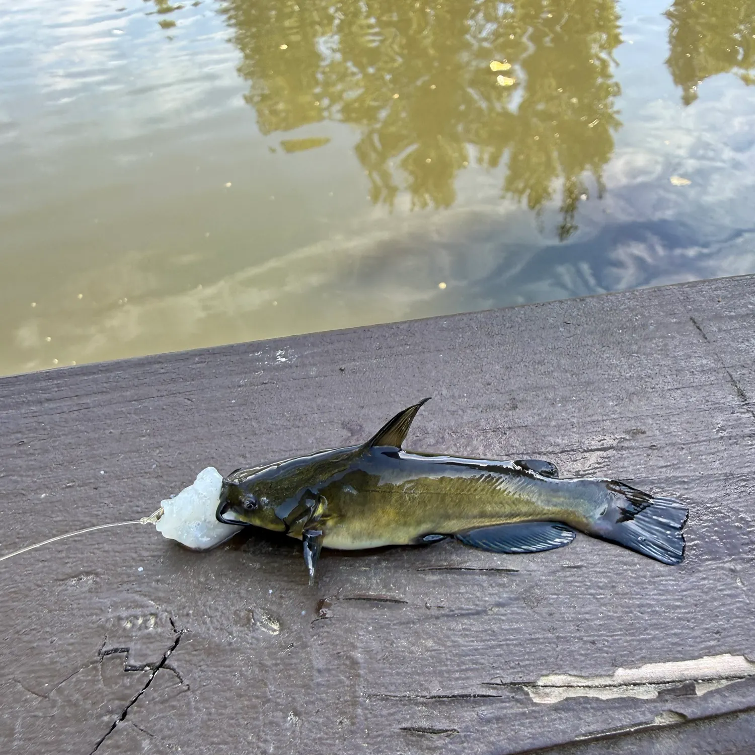 Yellow bullhead caught on Fishbrain
