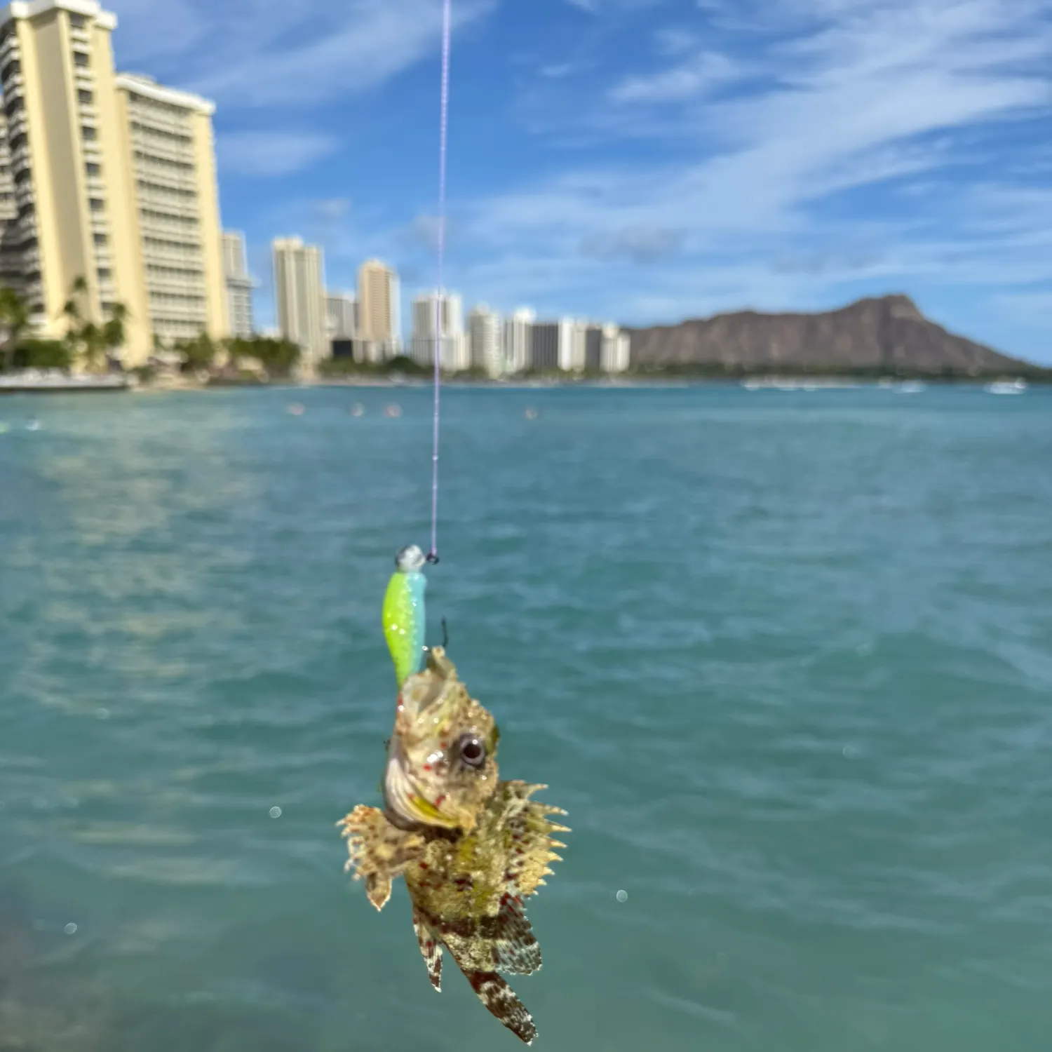 The most recent Marbled Rockfish catches on Fishbrain