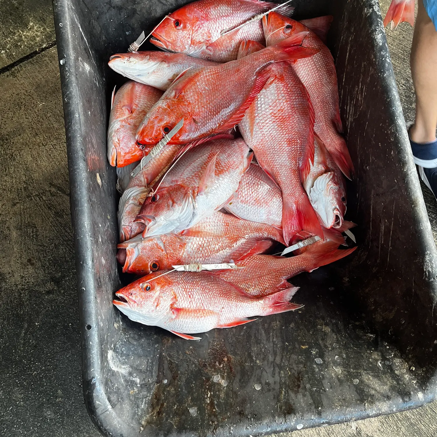 The most recent Northern red snapper catches on Fishbrain