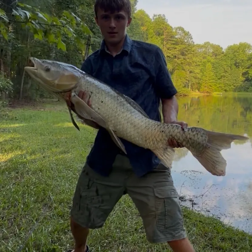 Grass carp caught on Fishbrain