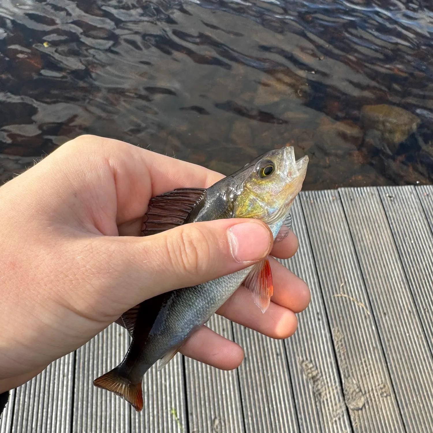 European perch caught on Fishbrain