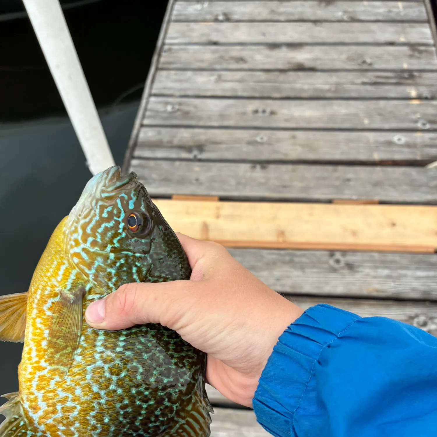 The most recent Pumpkinseed x green sunfish catches on Fishbrain