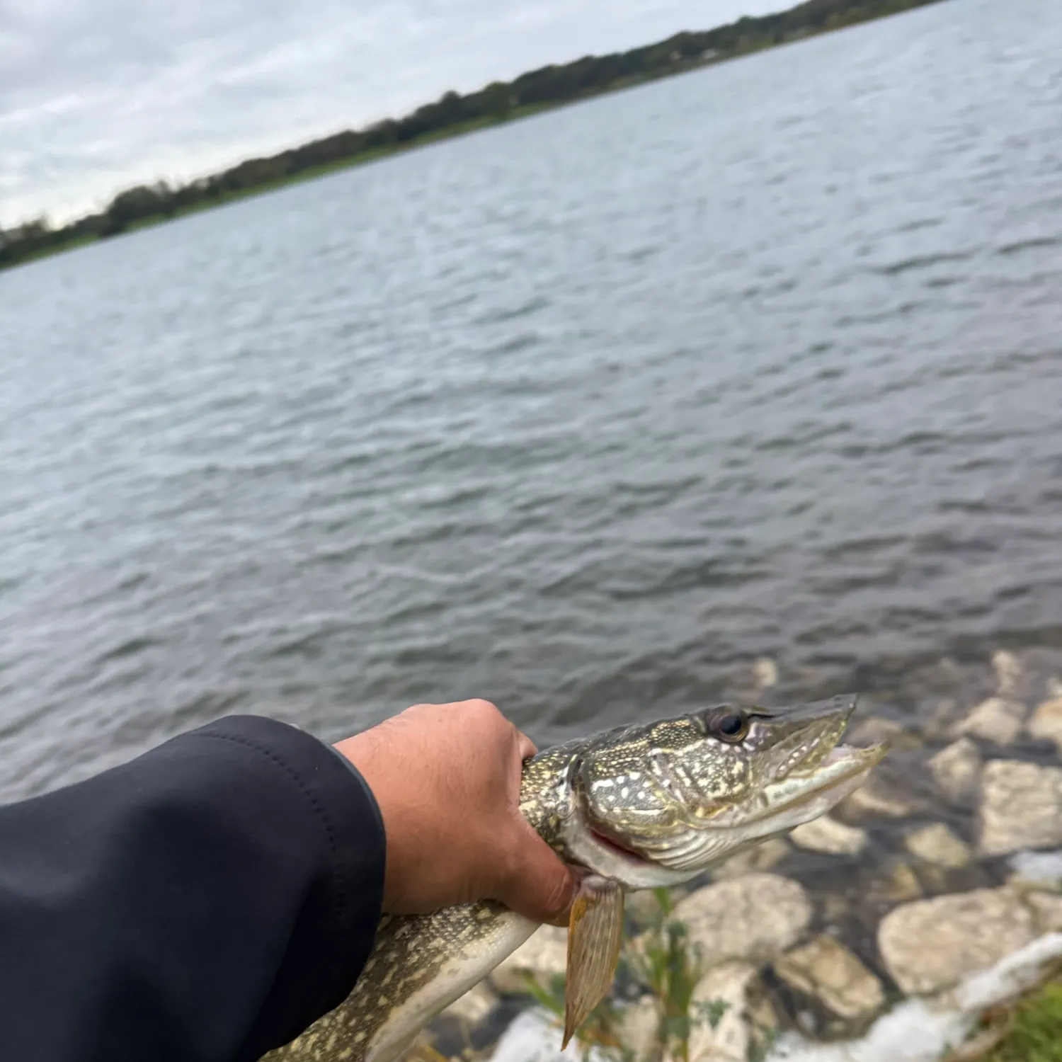 Northern pike caught on Fishbrain