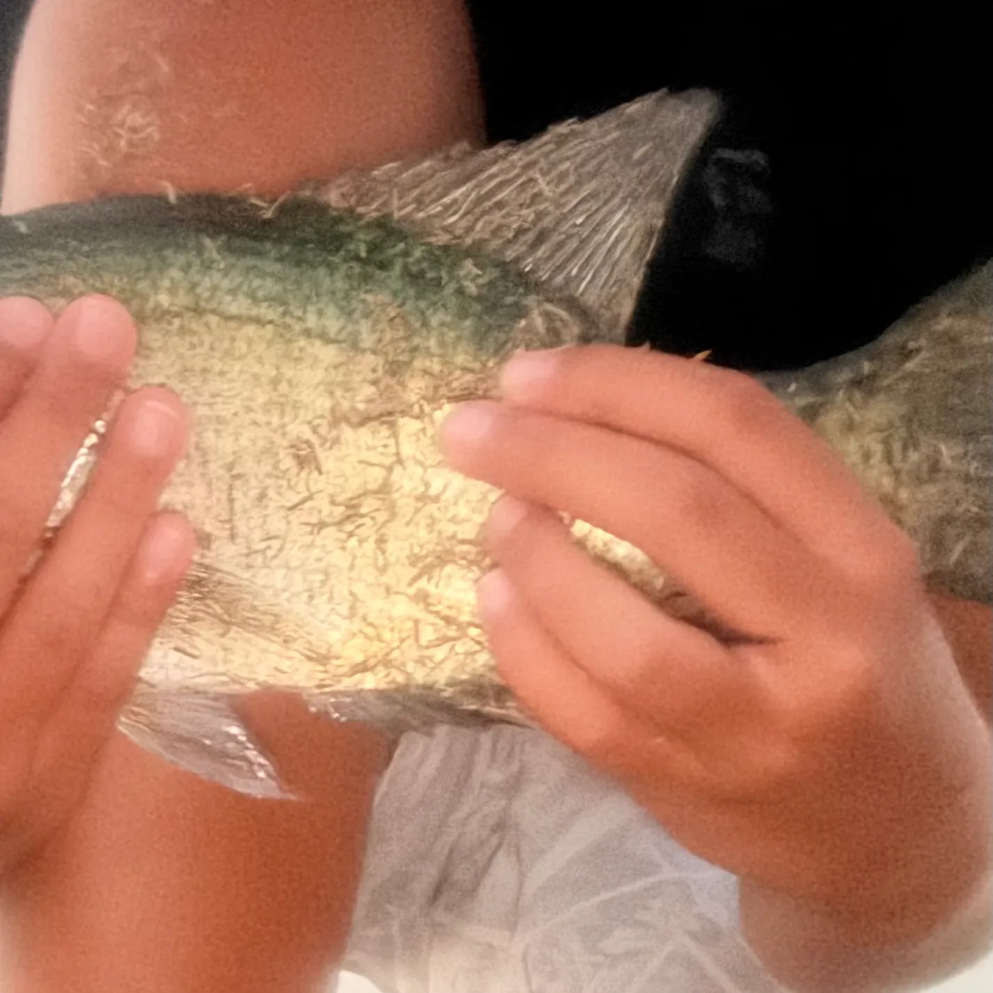 White crappie caught on Fishbrain