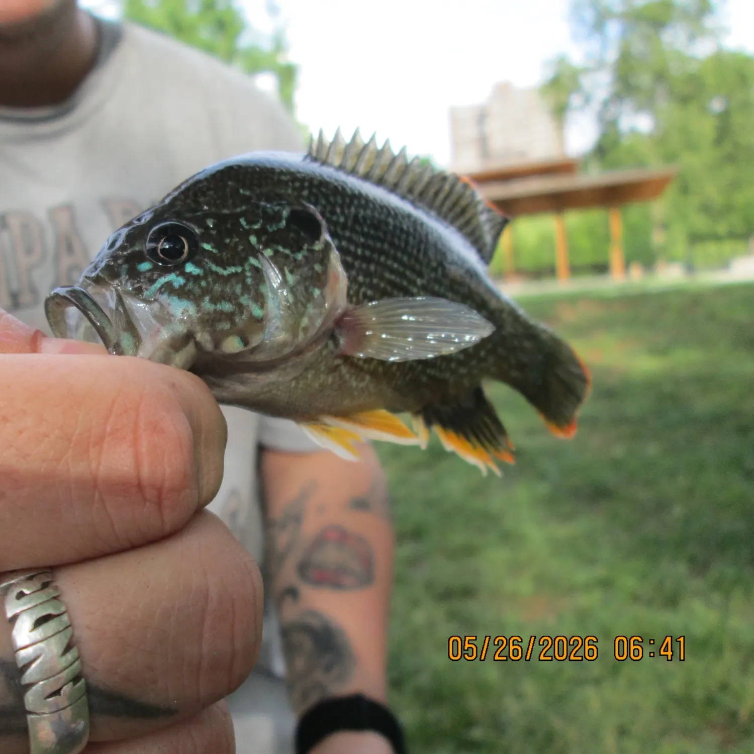 recently logged catches