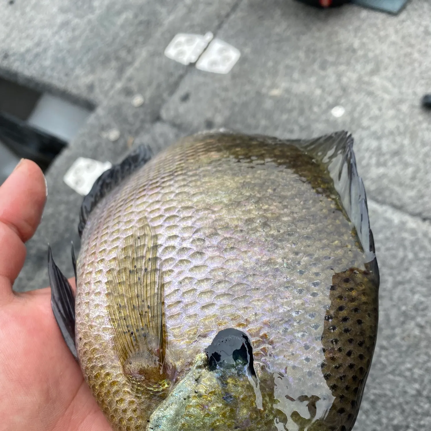 Bluegill caught on Fishbrain