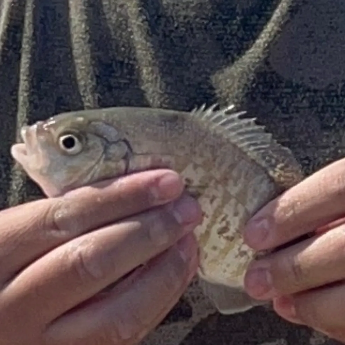 The most recent Barred surfperch catches on Fishbrain