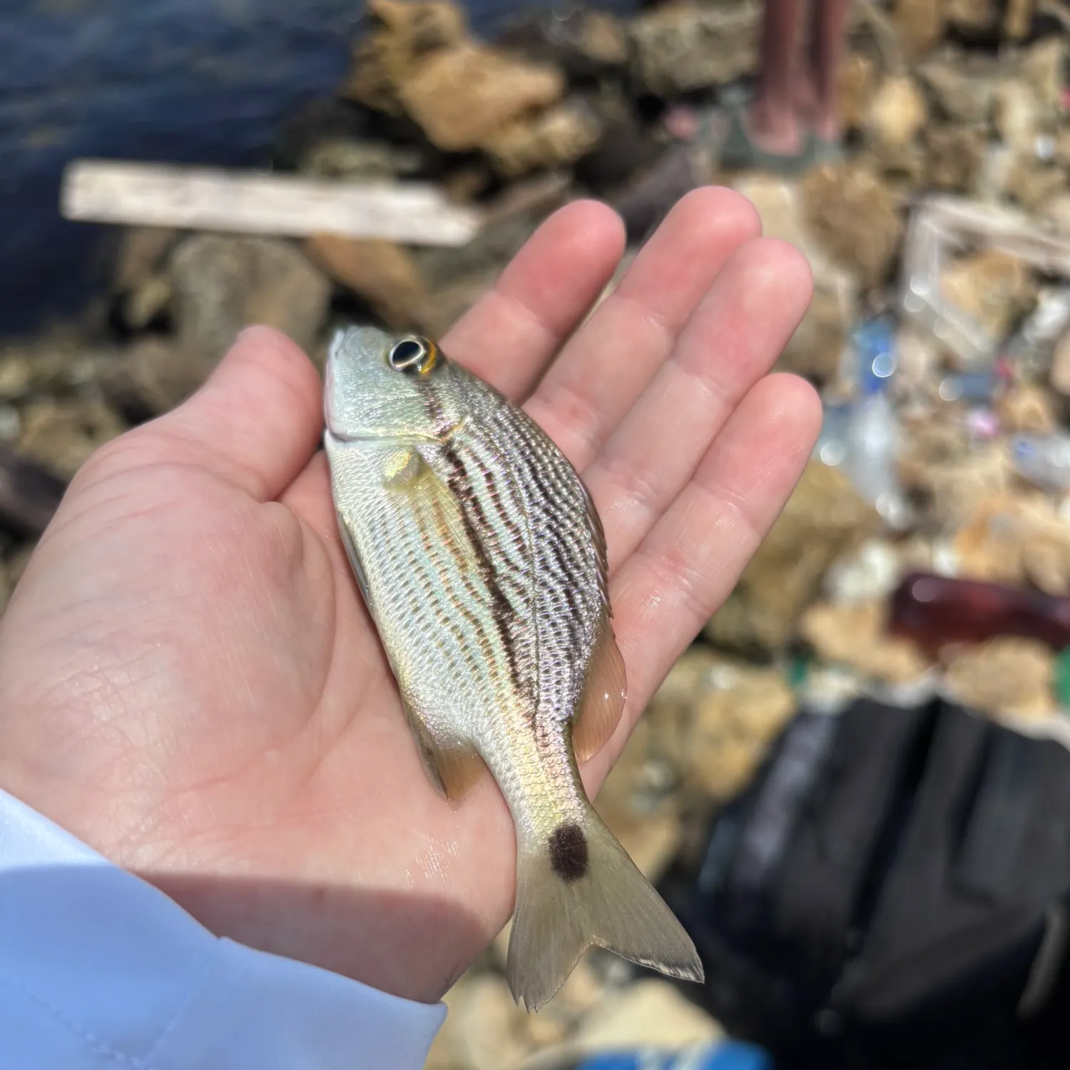The most recent Sailor's choice grunt catches on Fishbrain