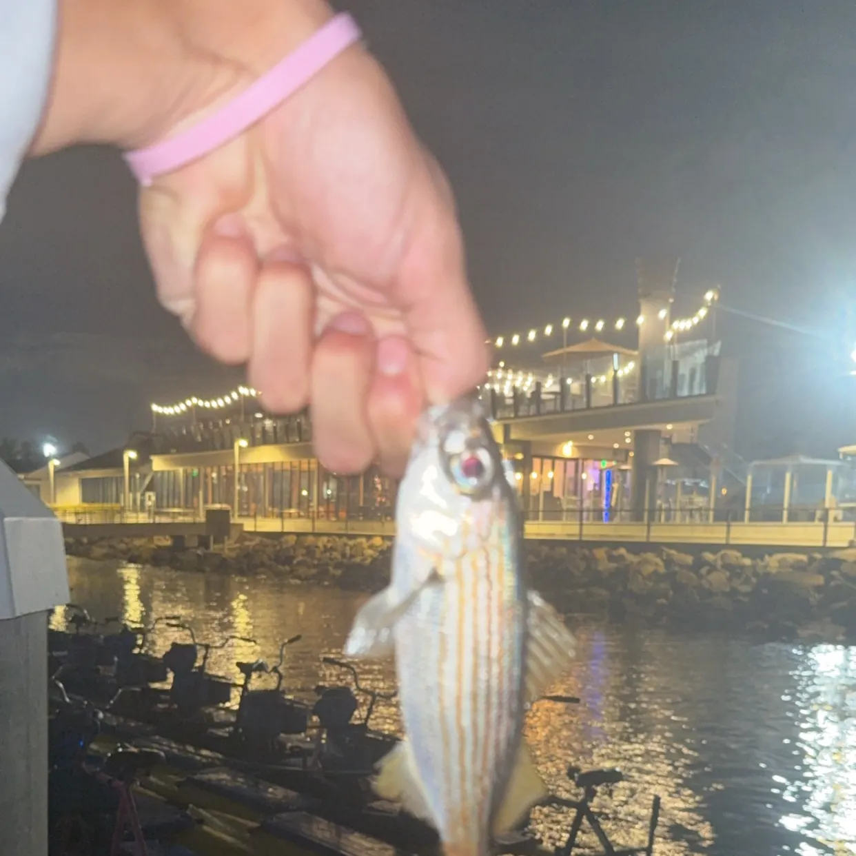Californian salema caught on Fishbrain