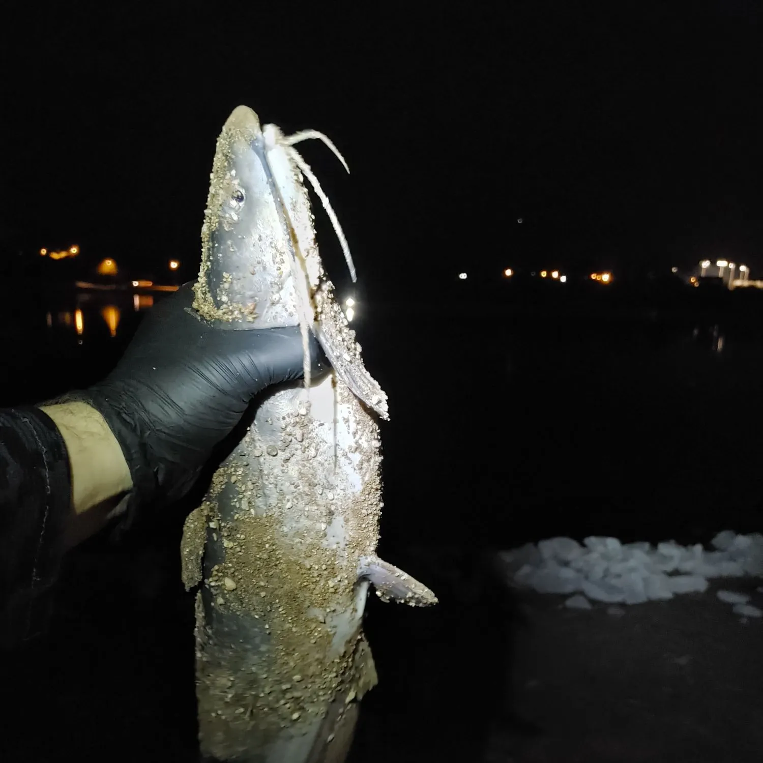 Channel catfish caught on Fishbrain