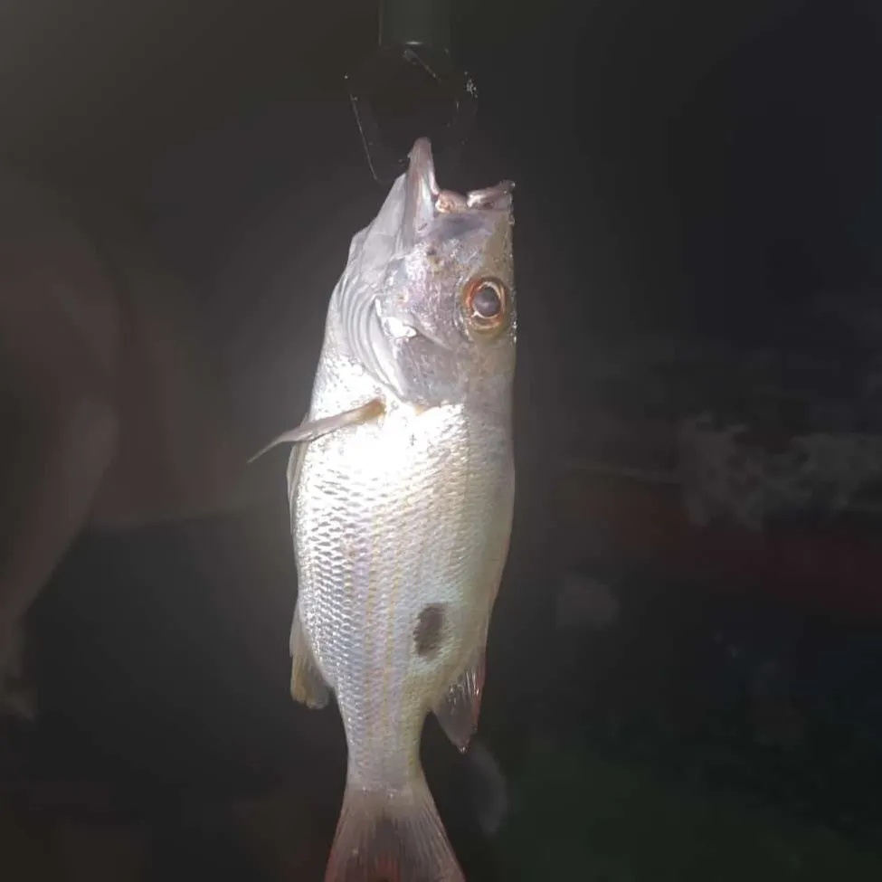 Lane snapper caught on Fishbrain