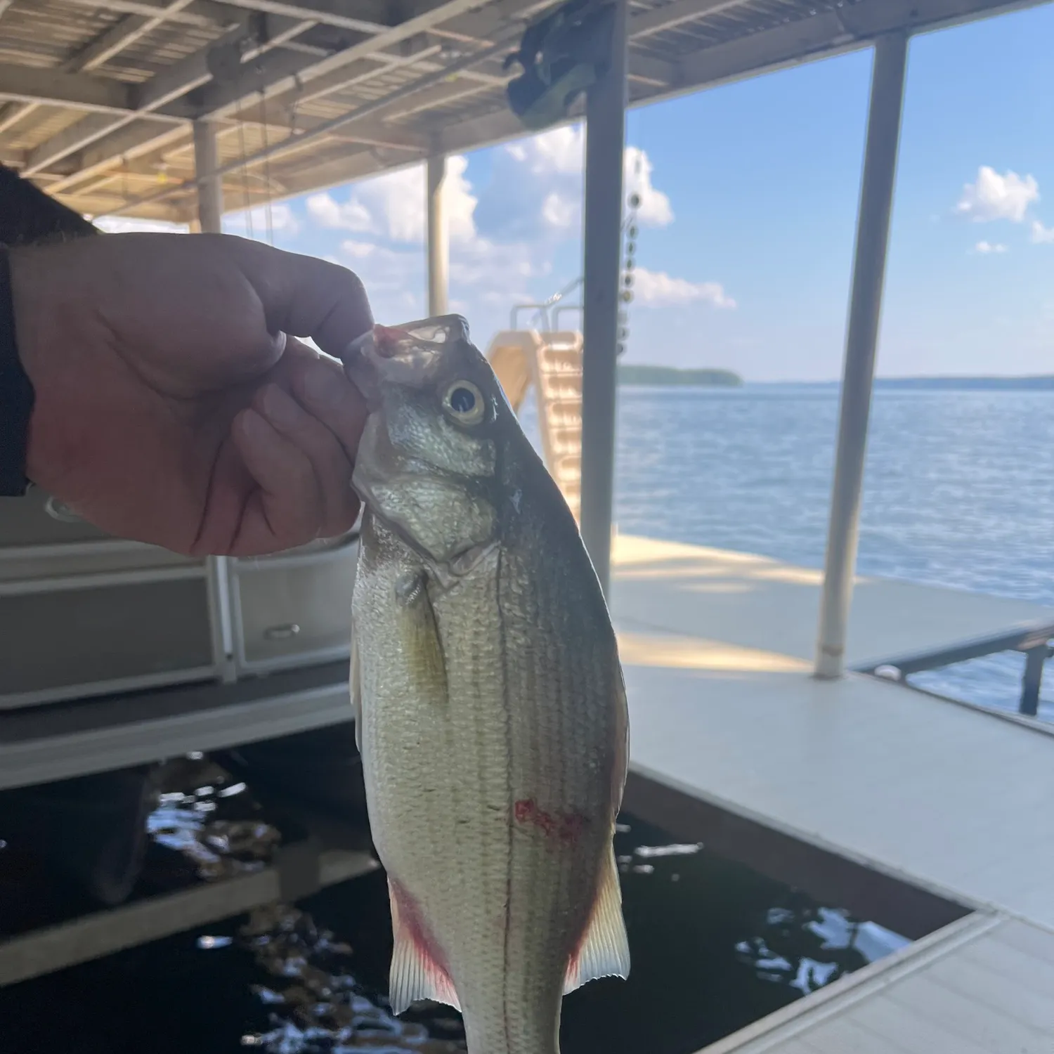 White bass caught on Fishbrain