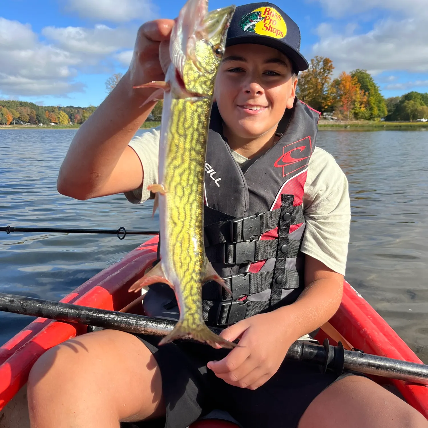 Chain pickerel caught on Fishbrain