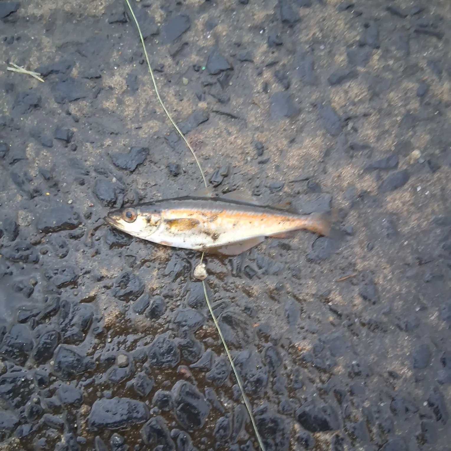 Pollack caught on Fishbrain