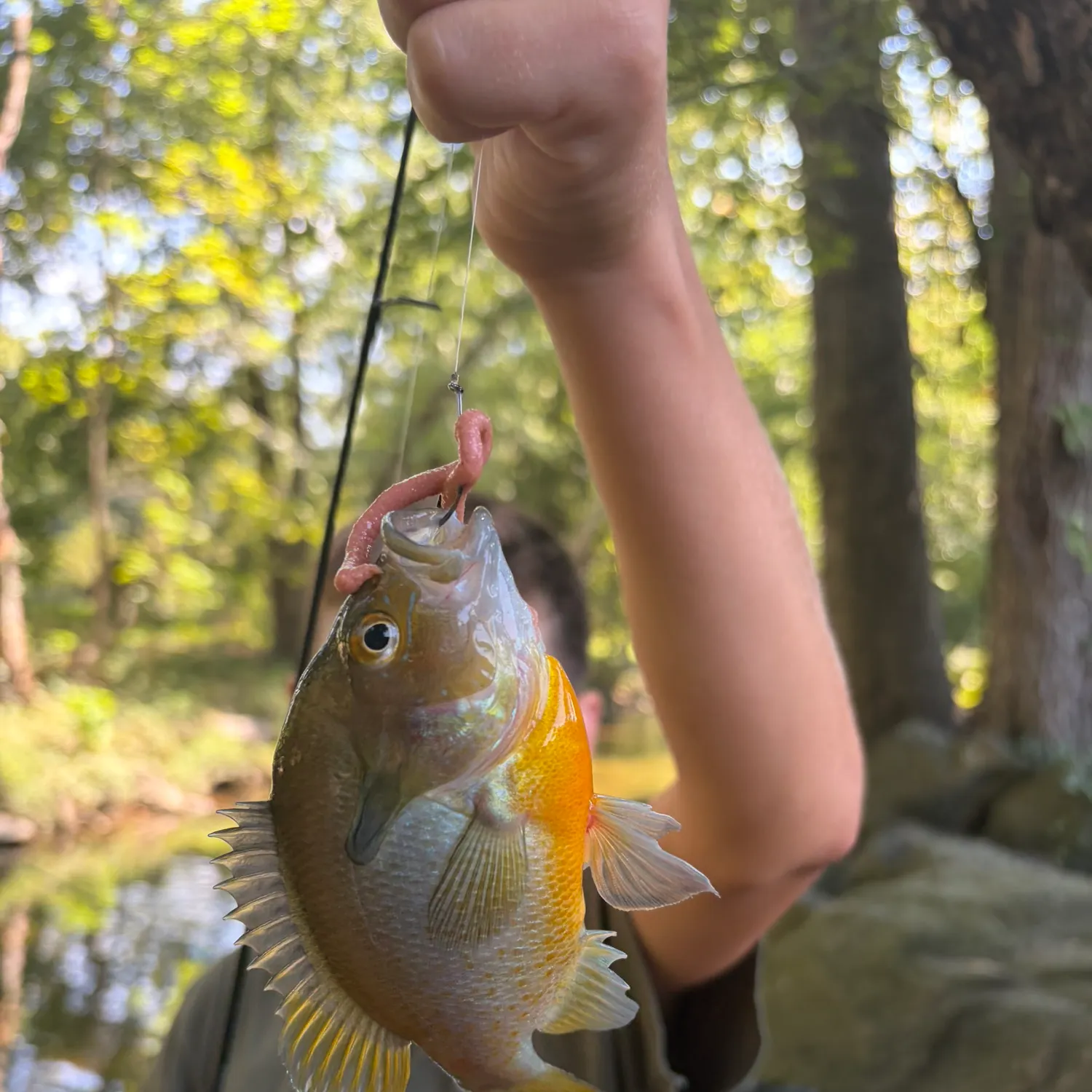 Redbreast sunfish caught on Fishbrain