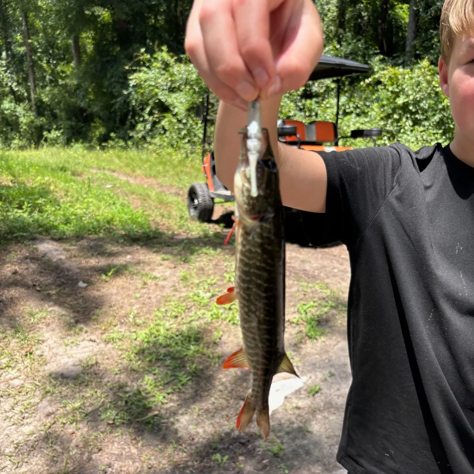 The most recent Redfin pickerel catches on Fishbrain