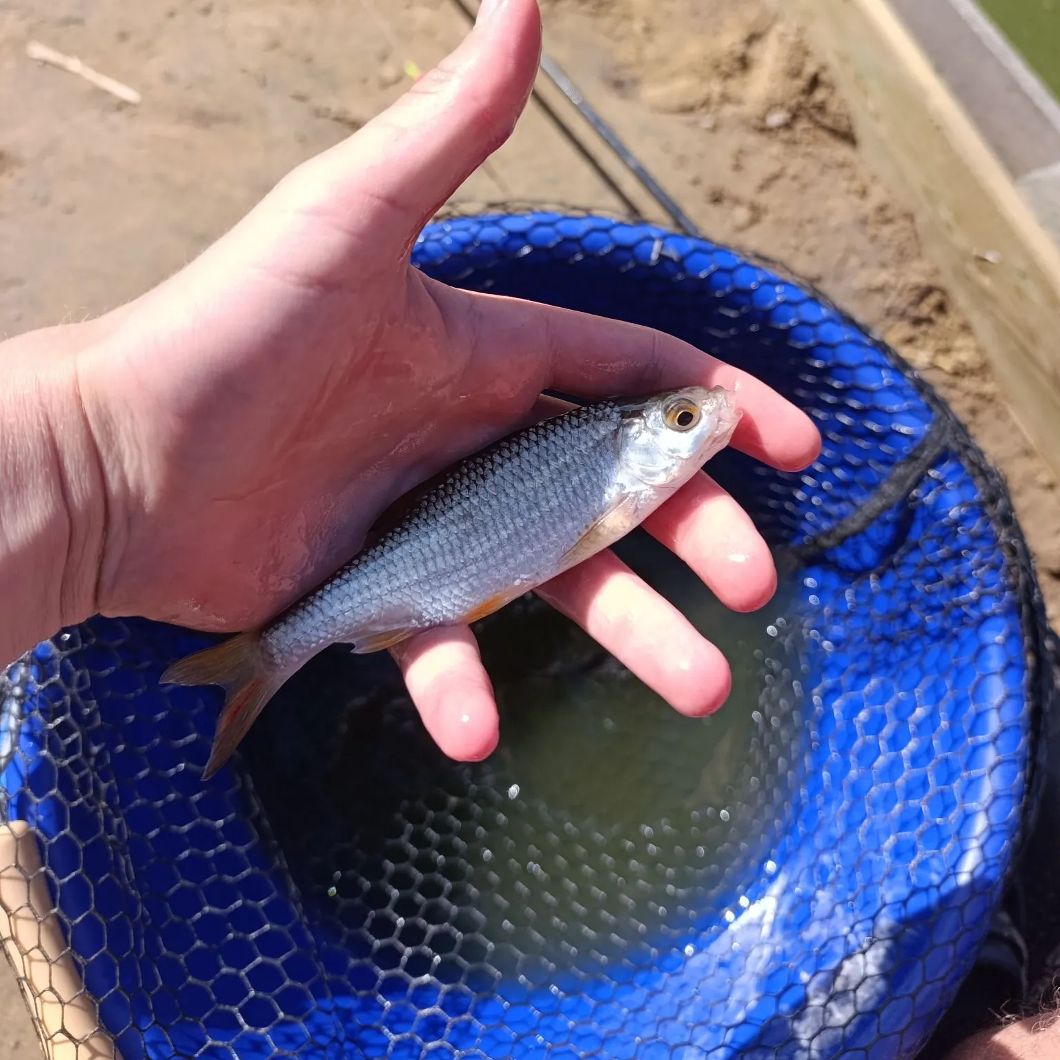 Common roach caught on Fishbrain