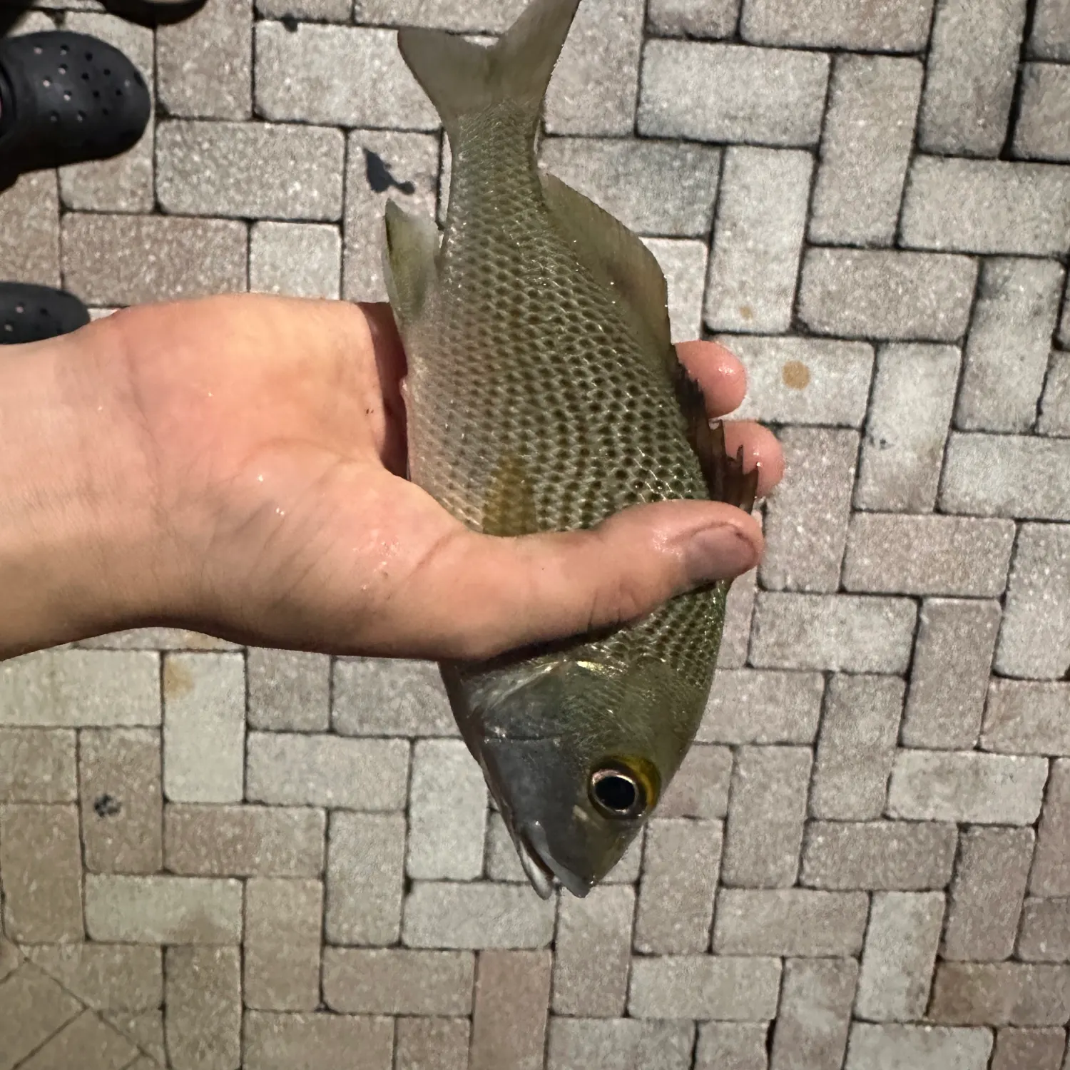 The most recent Tomtate grunt catches on Fishbrain