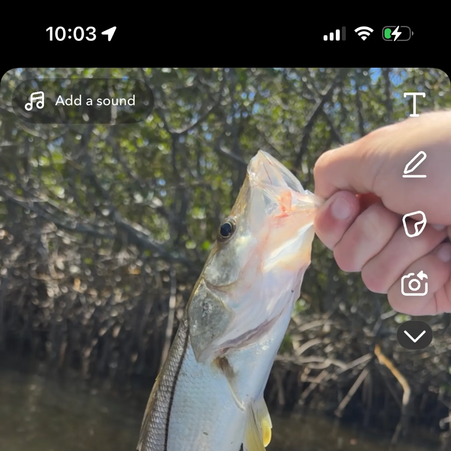 recently logged catches