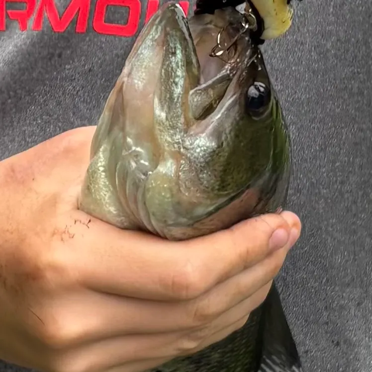 Largemouth bass caught on Fishbrain