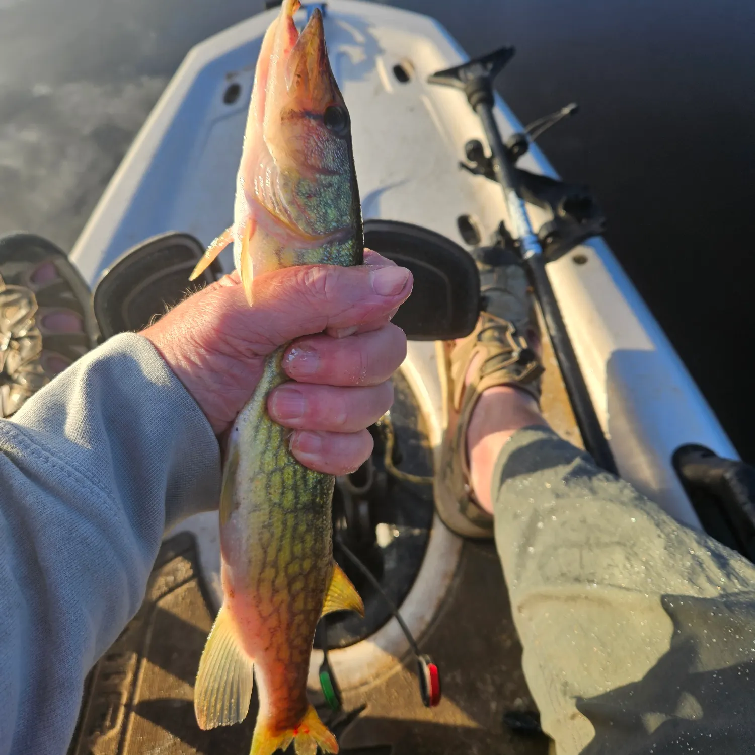 Chain pickerel caught on Fishbrain