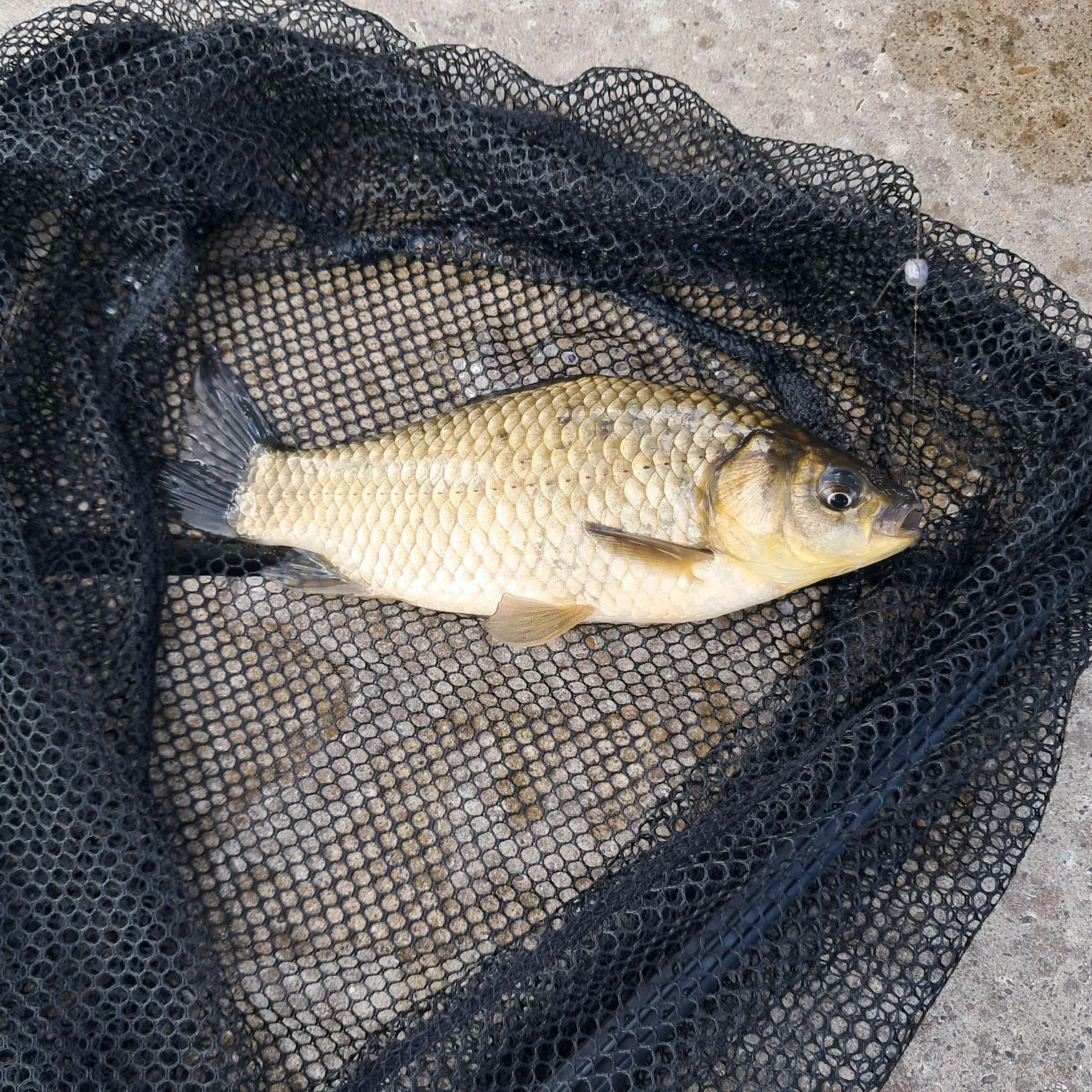 Common carp caught on Fishbrain